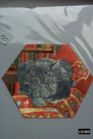 grey cat sleeping